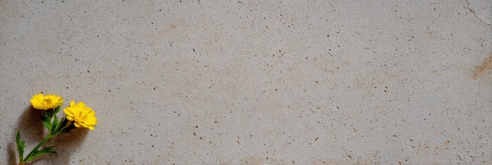 コンクリートの上にある黄色い花の写真