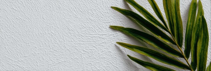 壁に置かれた葉と白い背景のシンプルな風景