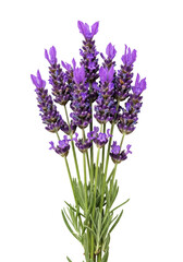 Extreme macro photo of fresh, dewy english lavender spikes (lavandula angustifolia), deep purple florets and green stems, isolated on transparent background, concept of natural wellness and