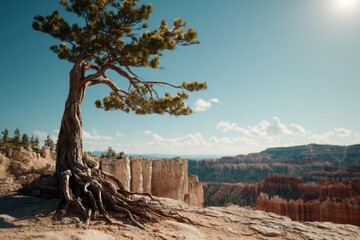 ブライスキャニオンの森の中の木