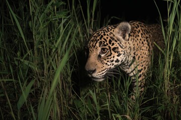 ジャガーが草むらを歩く様子