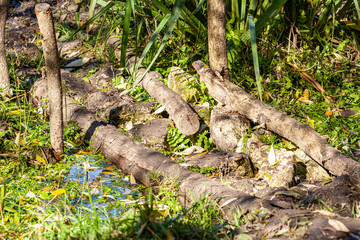 A scenic view of a wooden bridge above a river flowing through a green forest