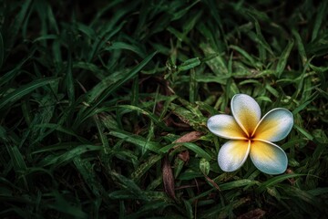 芝生の上に落ちている白い花