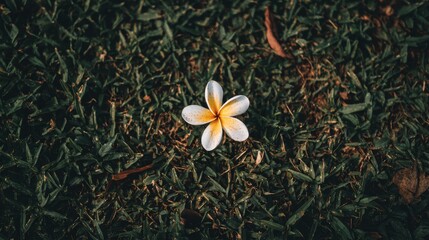 花が地面に落ちている