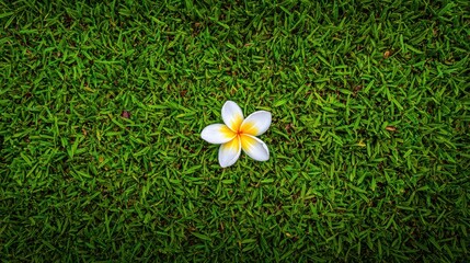 白い花が緑の草の上に咲いている様子