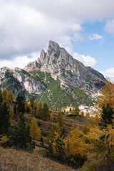 Alpine Fall Trees - Dolomites in Autumn with green yellow and orange pine trees with mountains in the background