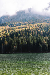 Alpine Fall Trees - Dolomites in Autumn with green yellow and orange pine trees with mountains in the background