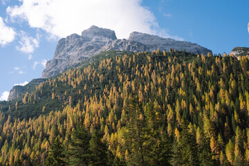 Alpine Fall Trees - Dolomites in Autumn with green yellow and orange pine trees with mountains in the background