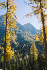 Alpine Fall Trees - Dolomites in Autumn with green yellow and orange pine trees with mountains in the background
