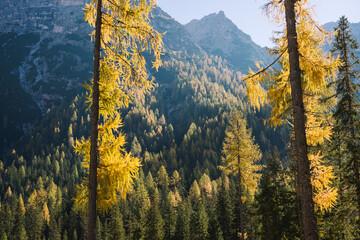 Alpine Fall Trees - Dolomites in Autumn with green yellow and orange pine trees with mountains in the background
