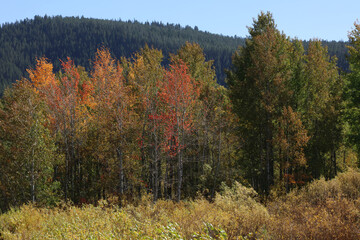 Stand of Aspens in Autumn colours, Grand Teton National Park, Wyoming  USA
