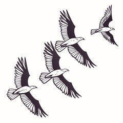 Obraz premium Black and white of four seagulls flying in formation