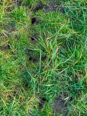 Eingänge in einer Wühlmäusebau im Winter