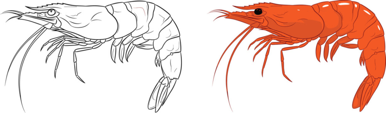 Detailed shrimp vector illustration featuring both black and white line art and colorful prawn versions for seafood restaurant menu and marine biology.