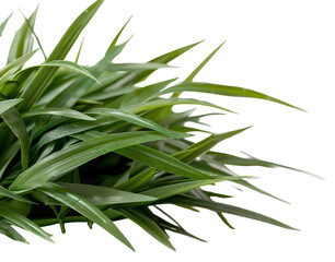 Obraz premium This cut-out element features a bunch of broad-leaf grass in deep green color against a transparent background. The grass shows fine details in its leaves and natural growth pattern