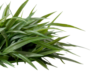 This cut-out element features a bunch of broad-leaf grass in deep green color against a transparent background. The grass shows fine details in its leaves and natural growth pattern