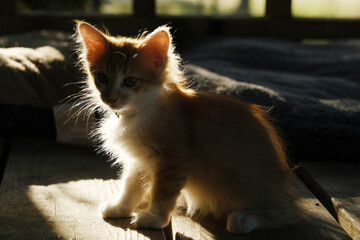 Long haired orange kitten closeup in shadows with dramatic lighting.
