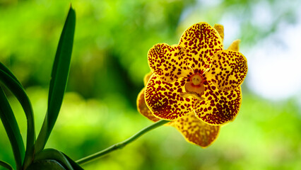 Spotted Yellow Orchid Flowers
