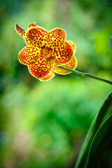 Spotted Yellow Orchid Flowers
