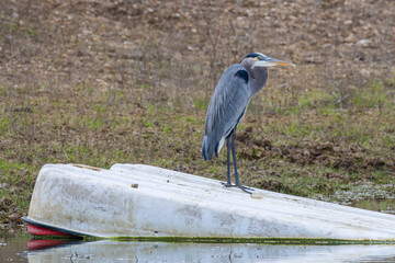 Great Blue Heron on a sunken boat