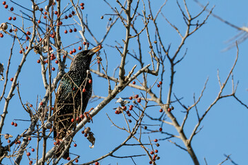 European Starling eating berries