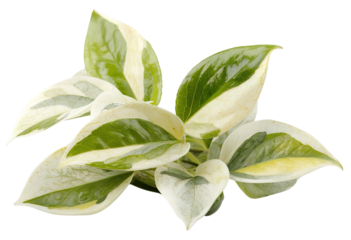 This is a cut out of an ornamental shrub featuring leaves that show yellow and green patterns. The background is transparent, highlighting the foliage