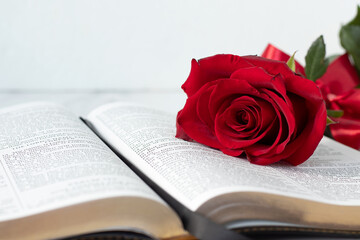 Red rose on holy bible book with white background. Copy space. Spiritual growth, Scripture study, biblical concept.
