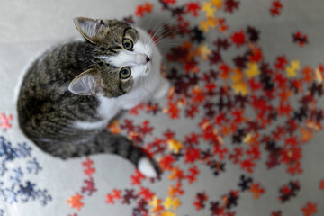 Young cat playing with colorful jigsaw puzzle pieces on the floor.