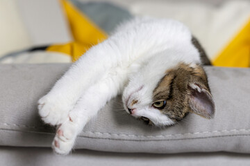 Cute pet cat stretching on a comfortable sofa at home.