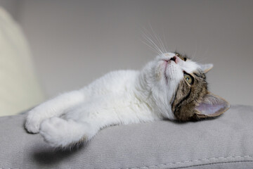 Close up of a playful kitten resting on living room furniture.