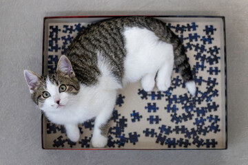 Adorable kitten curious about jigsaw puzzle games at home.
