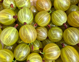 Close-up texture of green gooseberries filling the entire frame. Natural fruit surface and color variations create a detailed berry background suitable for food layouts, packaging and culinary design.