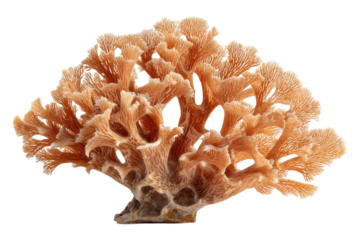 Marine Coral Fragment With Detailed Texture On Transparent Background