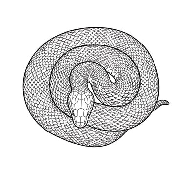 Coiled snake in hexagonal pattern isolated on white background, illustration