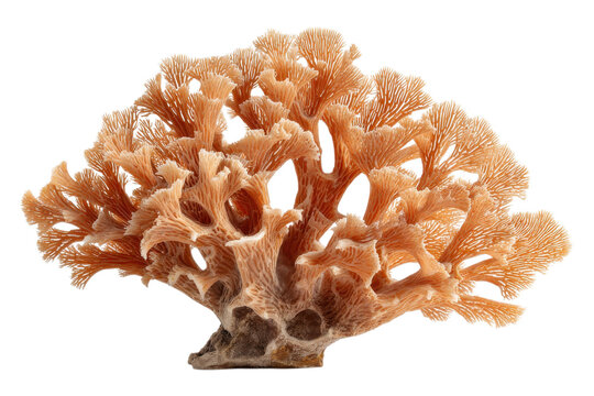 Marine Coral Fragment With Detailed Texture On Transparent Background