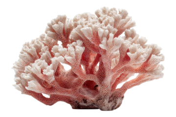 Single Coral Piece For Ocean Or Beach Theme On Transparent Background
