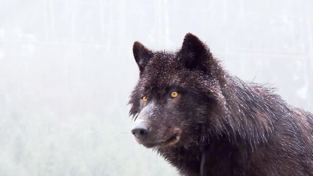 Portrait Howling wolf winter isolated on a white screen, slow motion
