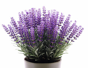 Fototapeta premium A beautiful potted lavender plant displays numerous vibrant purple flowers.