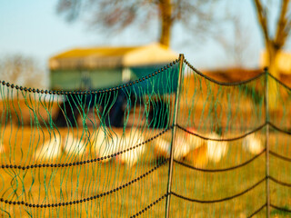 Freilaufende Hühner an einem  Hühnerwage © focus finder