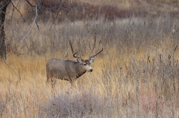 Fototapeta premium Buck Mule Deer During the Rut in Autumn in Colorado