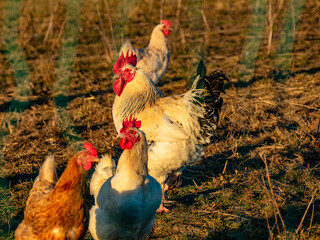 Freilaufende Hühner an einem  Hühnerwage © focus finder