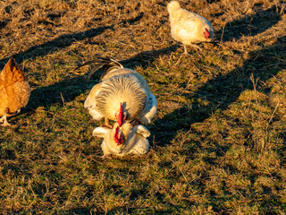 Freilaufende Hühner an einem  Hühnerwage © focus finder