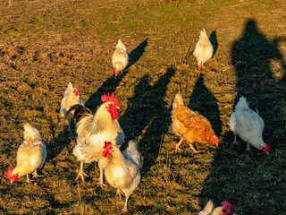 Freilaufende Hühner an einem  Hühnerwage © focus finder
