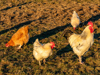 Freilaufende Hühner an einem  Hühnerwage © focus finder