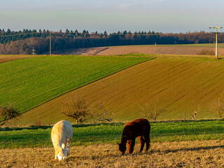 Zwei Lamas auf einer Weide © focus finder