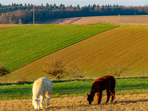 Zwei Lamas auf einer Weide