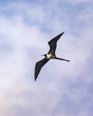 Adult female Magnificent Frigatebird soaring above the coast of Santiago Island in the Galapagos Island - Fregata magnificens © Scott Heaney