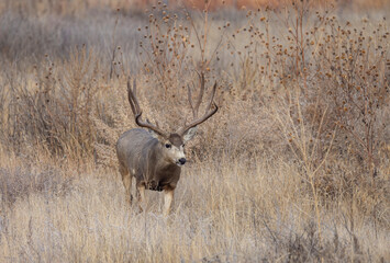Buck Mule Deer During the Rut in Autumn in Colorado
