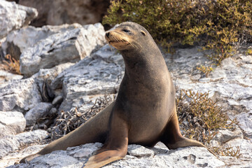 Fototapeta premium A Galápagos sea lion basking in the sun on a beach of Bartolome Island (Zalophus wollebaeki)