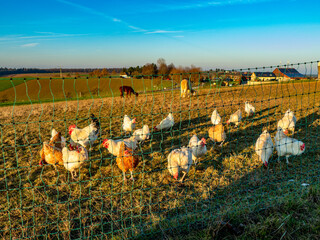 Freilaufende Hühner an einem  Hühnerwage © focus finder